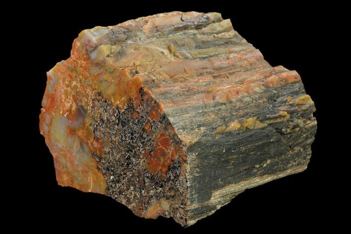 Polished, Petrified Wood (Araucarioxylon) - Arizona #159710